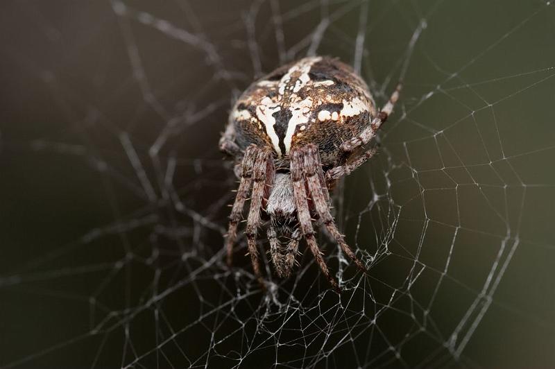 Araneus_bufo_D5899_Z_87_Tenerife_Spanje.jpg