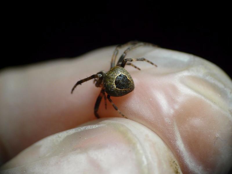 Araneus_collinus_D6776_Z_87_Brisbane_Australie.jpg