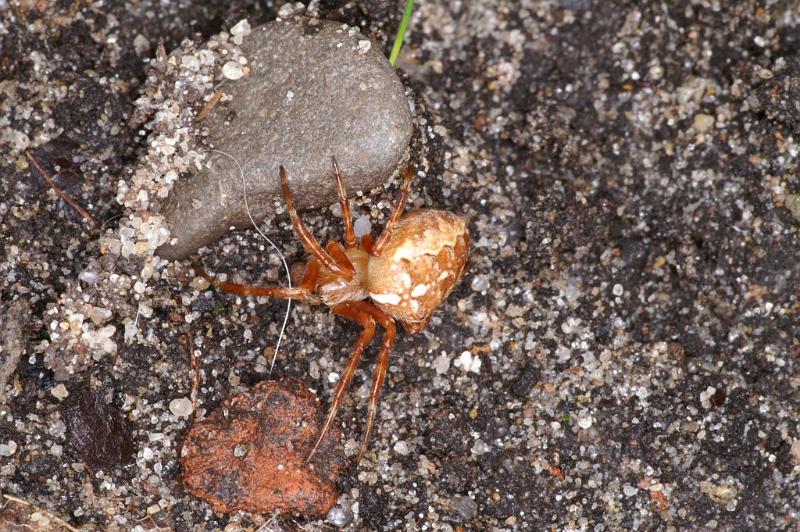 Araneus_diadematus_D3809_Z_88_Badhoevedorp_Nederland.jpg