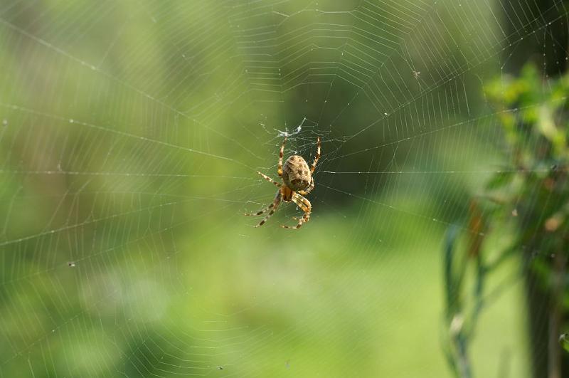 Araneus_diadematus_D3870_Z_88_Kaaihoeve_Belgie.jpg