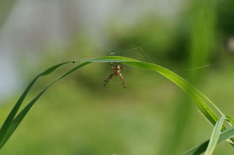 Araneus_diadematus_D3872_Z_86_Kaaihoeve_Belgie.jpg