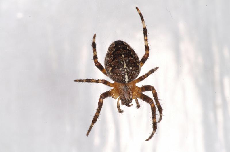 Araneus_diadematus_D4531_Z_85_Badhoevedorp_Nederland.jpg