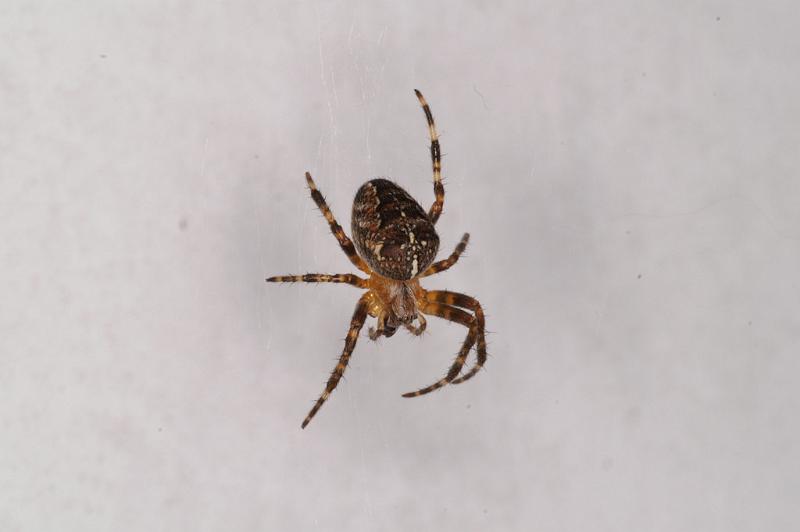 Araneus_diadematus_D4532_Z_85_Badhoevedorp_Nederland.jpg