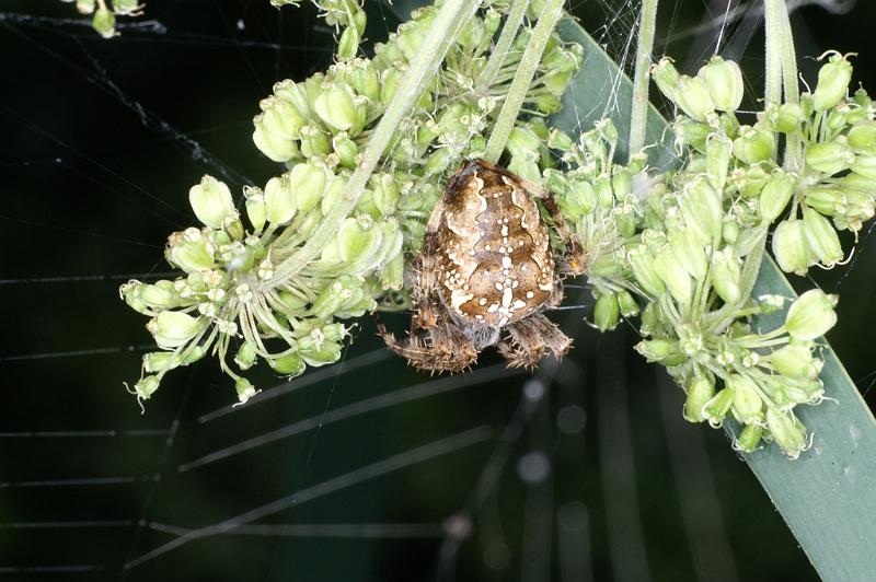 Araneus_diadematus_D4562_Z_88_Utrecht_Nederland.jpg