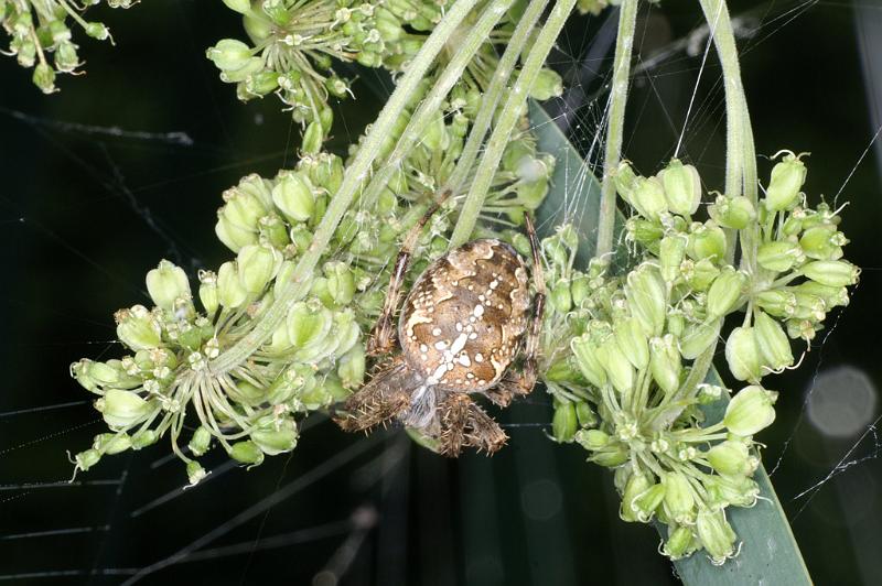 Araneus_diadematus_D4563_Z_89_Utrecht_Nederland.jpg