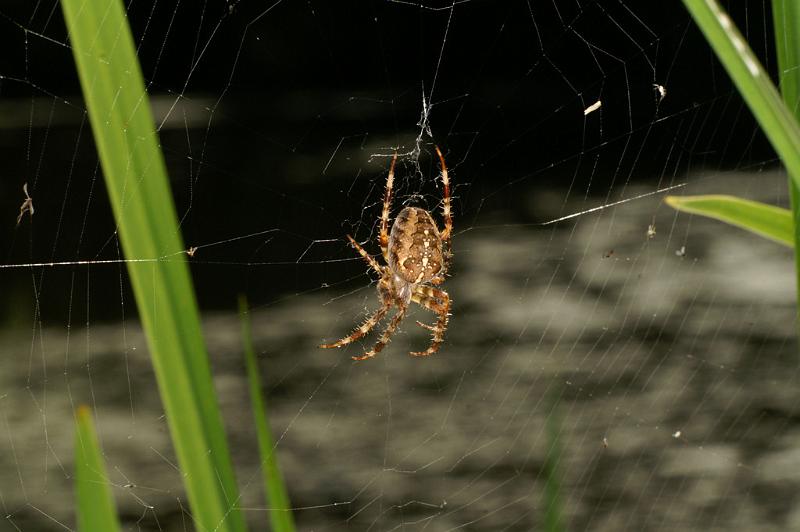 Araneus_diadematus_D4564_Z_88_Utrecht_Nederland.jpg