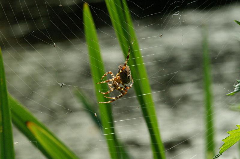 Araneus_diadematus_D4565_Z_85_Utrecht_Nederland.jpg