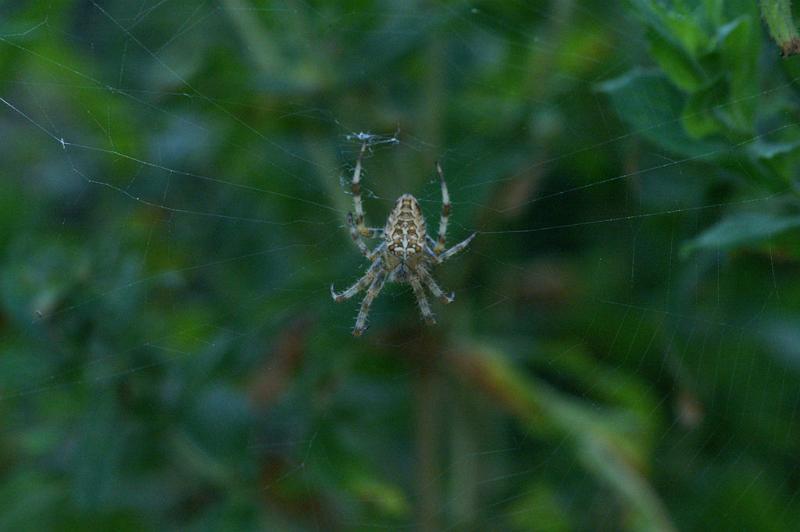 Araneus_diadematus_D4567_Z_88_Utrecht_Nederland.jpg