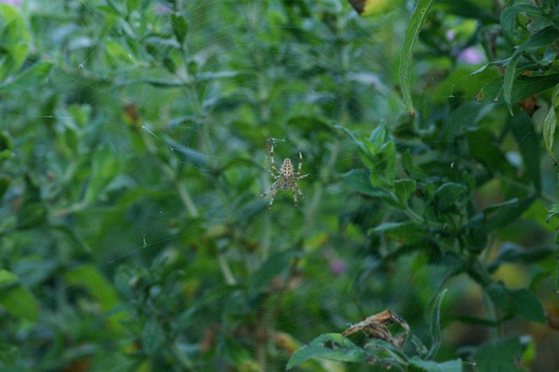 Araneus_diadematus_D4568_Z_88_Utrecht_Nederland.jpg