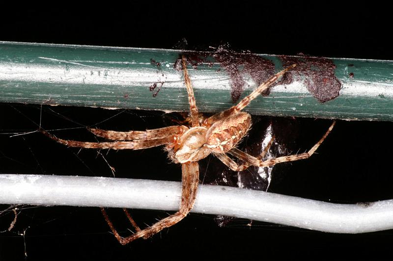 Araneus_diadematus_D4605_Z_90_Waterleidingduinen_Nederland.jpg