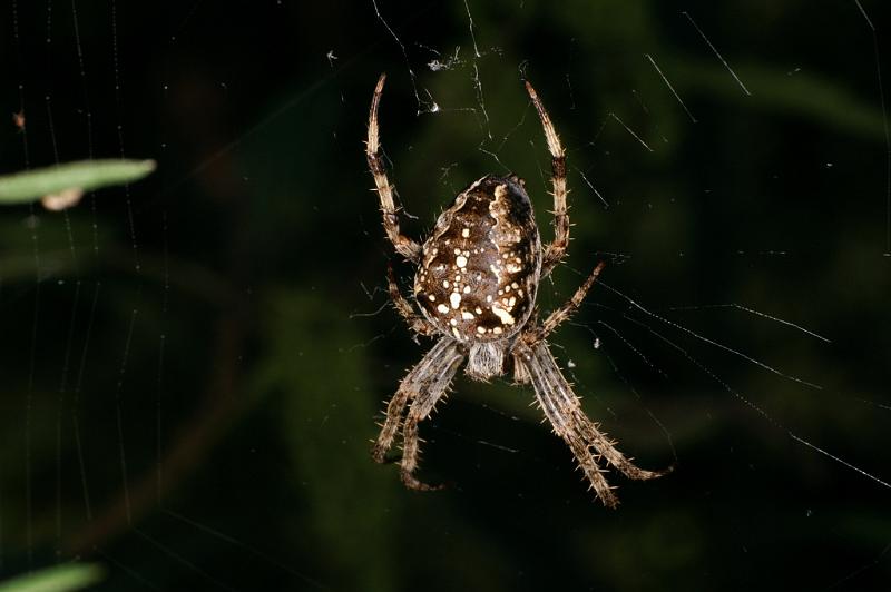 Araneus_diadematus_D5243_Z_90_Maarsenbroek_Nederland.jpg