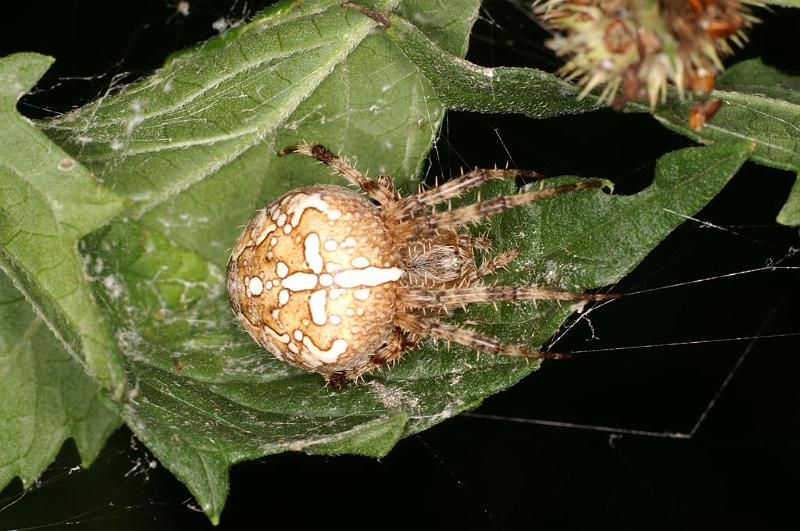 Araneus_diadematus_D5953_Z_87_Royan_Frankrijk.jpg