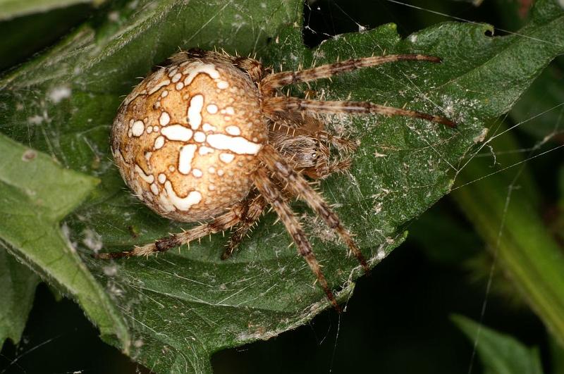 Araneus_diadematus_D5954_Z_88_Royan_Frankrijk.jpg