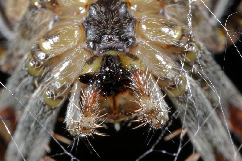 Araneus_diadematus_D7667_Z_86_Oeverlanden_Nederland.jpg