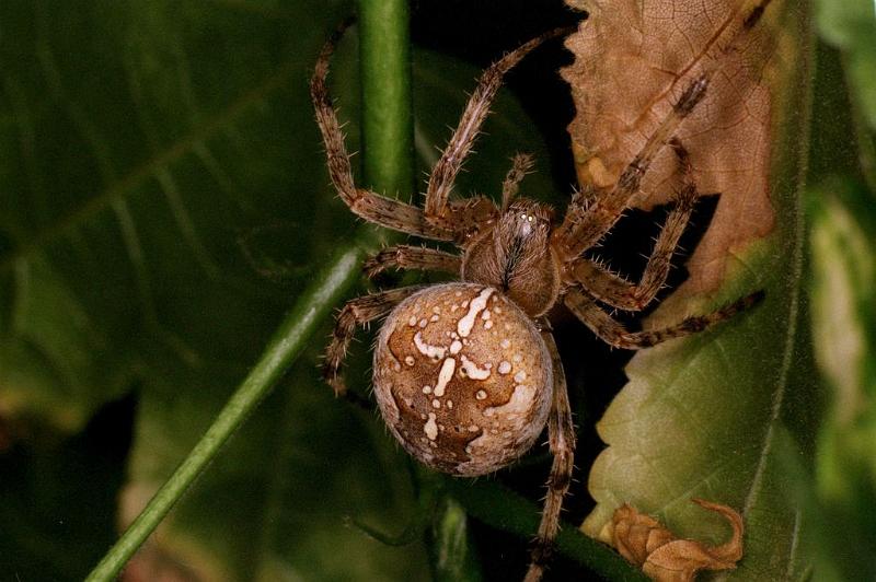 Araneus_diadematus_F0260_Z_87_Bennebroek_Nederland.jpg