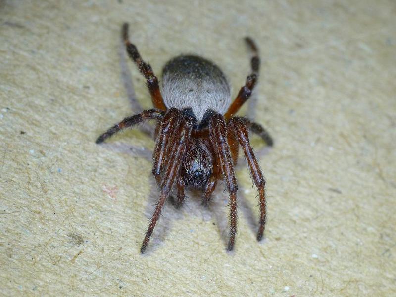 Araneus_dimidiatus_D6268_Z_88_Brisbane_Australie.jpg