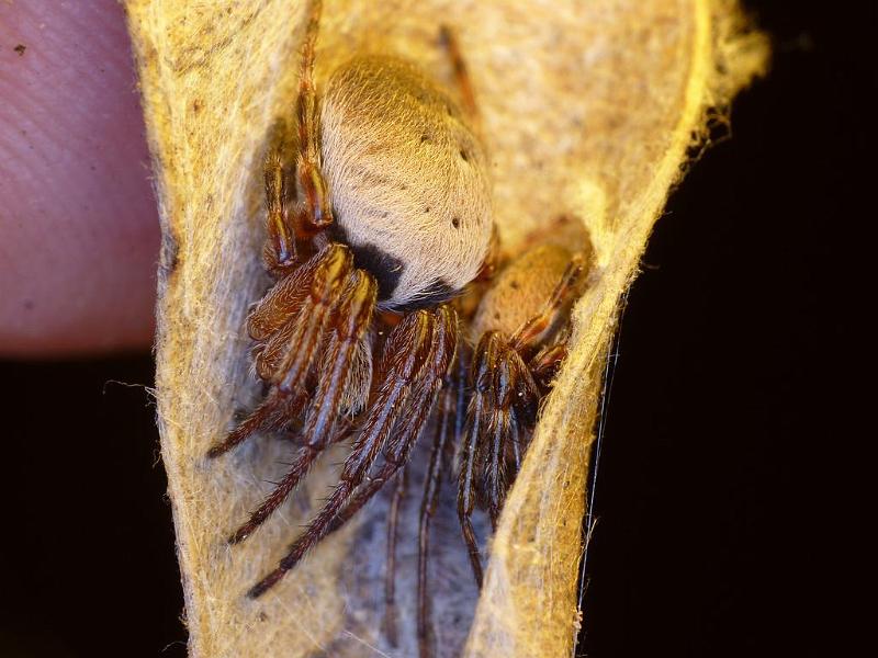 Araneus_dimidiatus_D6406_Z_88_Brisbane_Australie.jpg