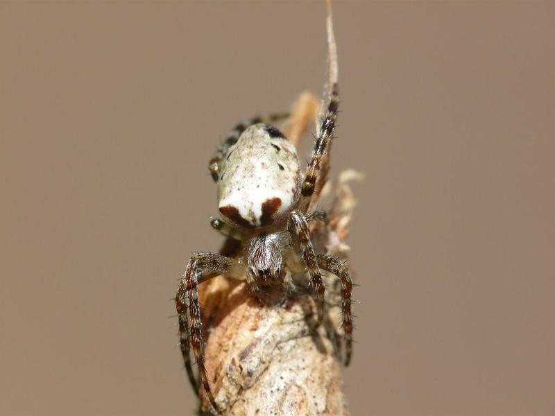 Araneus_eburnus_D6212_Z_88_Brisbane_Australie.jpg