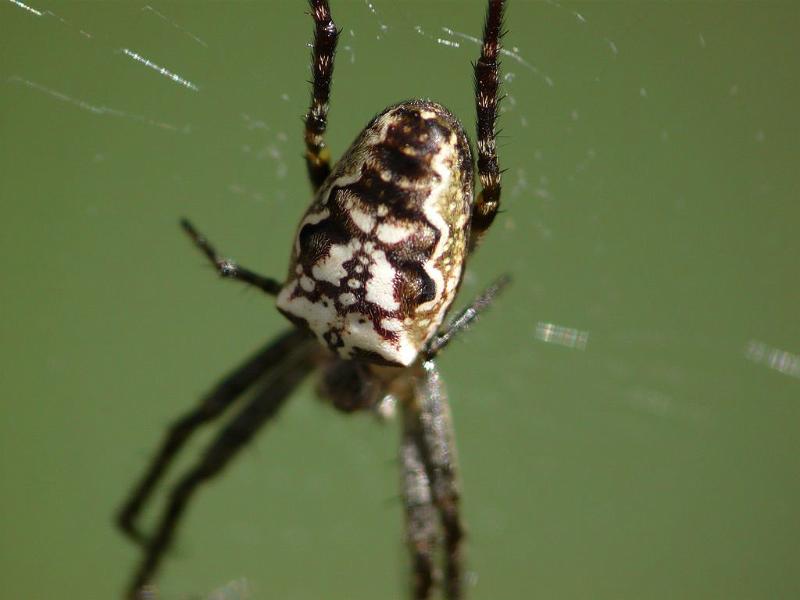 Araneus_eburnus_D6231_Z_86_Brisbane_Australie.jpg