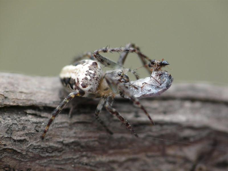 Araneus_eburnus_D6242_Z_86_Brisbane_Australie.jpg