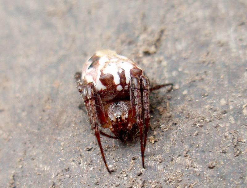 Araneus_eburnus_D6299_Z_84_Brisbane_Australie.jpg