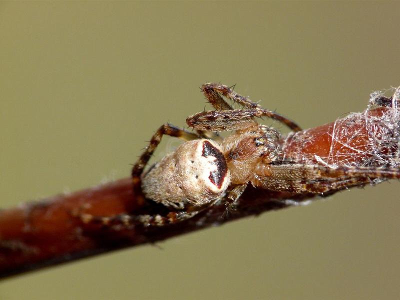 Araneus_eburnus_D6313_Z_88_Brisbane_Australie.jpg