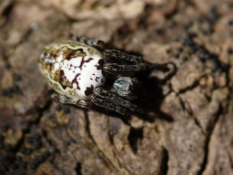 Araneus_eburnus_D6403_Z_85_Brisbane_Australie.jpg