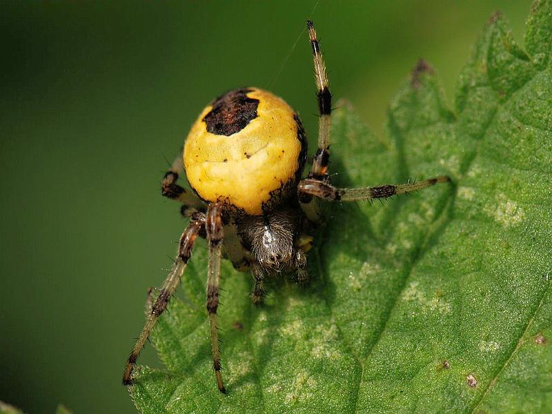 Araneus_marmoreus_D5746_Z_88_Landsmeer_Nederland.jpg