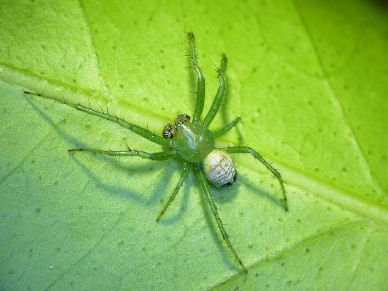 Araneus_praesignis_D6320_Z_90_Brisbane_Australie.jpg