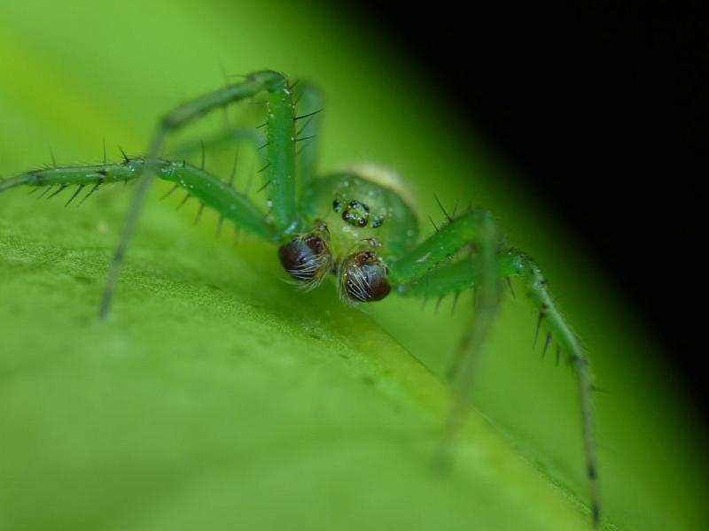 Araneus_praesignis_D6322_Z_87_Brisbane_Australie.jpg