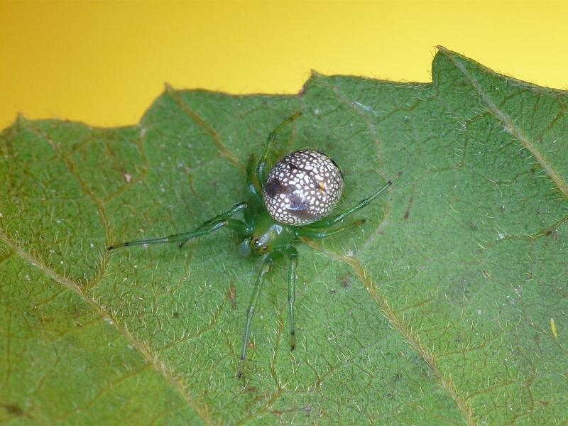 Araneus_praesignis_D6939_Z_90_Brisbane_Australie.jpg