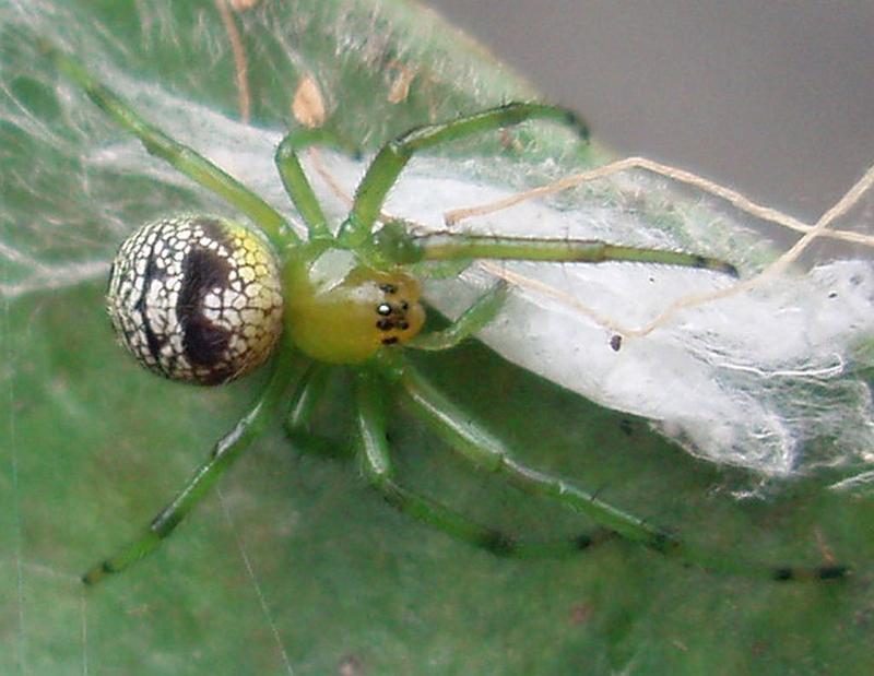 Araneus_praesignis_D6967_Z_88_Brisbane_Australie.jpg