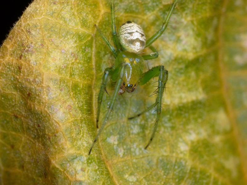 Araneus_psittacinus_D6610_Z_88_Brisbane_Australie.jpg