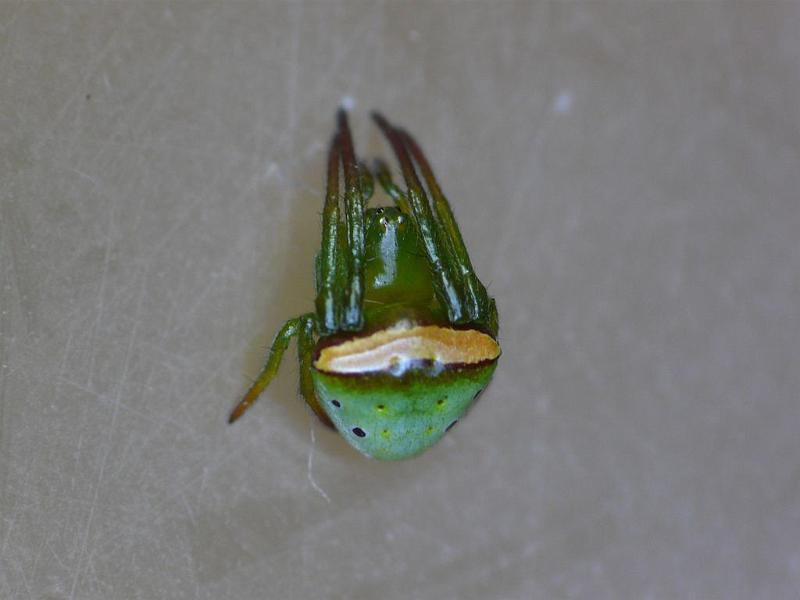 Araneus_psittacinus_D6833_Z_87_Brisbane_Australie.jpg