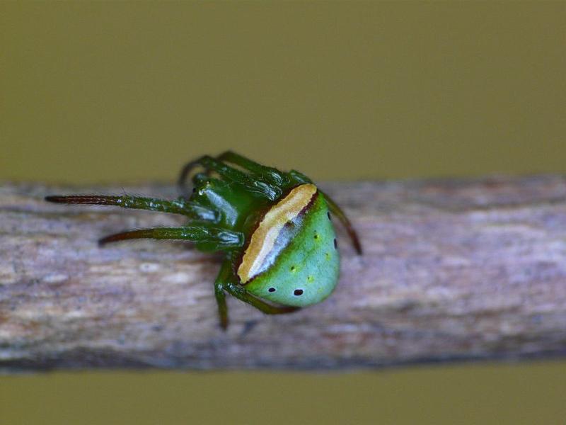 Araneus_psittacinus_D6834_Z_88_Brisbane_Australie.jpg