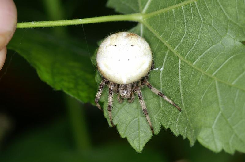 Araneus_quadratus_D3884_Z_88_Kaaihoeve_Belgie.jpg