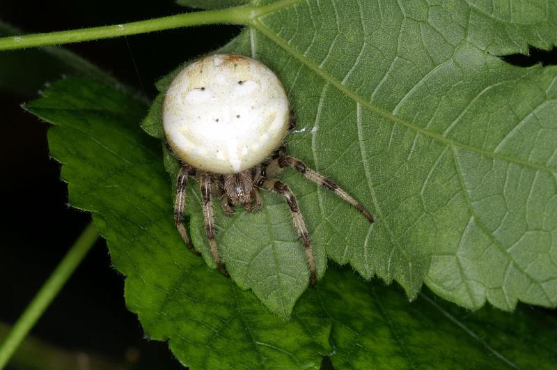 Araneus_quadratus_D3885_Z_88_Kaaihoeve_Belgie.jpg