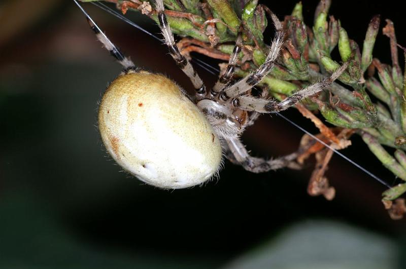 Araneus_quadratus_D3887_Z_88_Kaaihoeve_Belgie.jpg