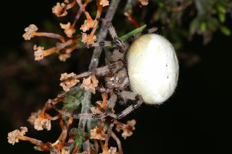 Araneus_quadratus_D3888_Z_88_Kaaihoeve_Belgie.jpg