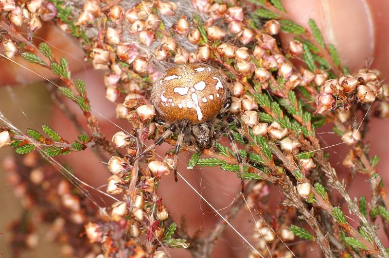 Araneus_quadratus_D5872_Z_89_Badhoevedorp_Nederland.jpg