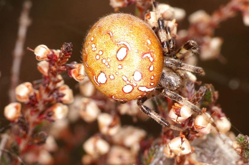 Araneus_quadratus_D5873_Z_88_Badhoevedorp_Nederland.jpg