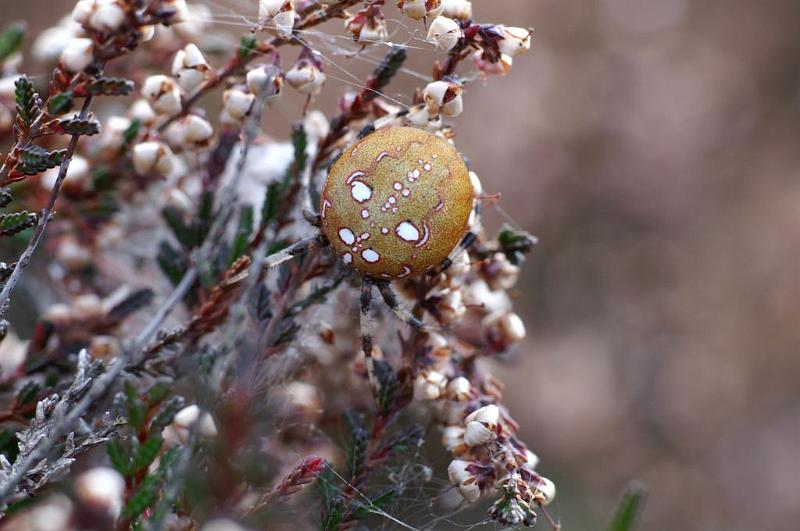 Araneus_quadratus_D5876_Z_88_Badhoevedorp_Nederland.jpg