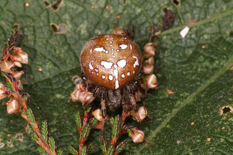 Araneus_quadratus_D5890_Z_90_Badhoevedorp_Nederland.jpg