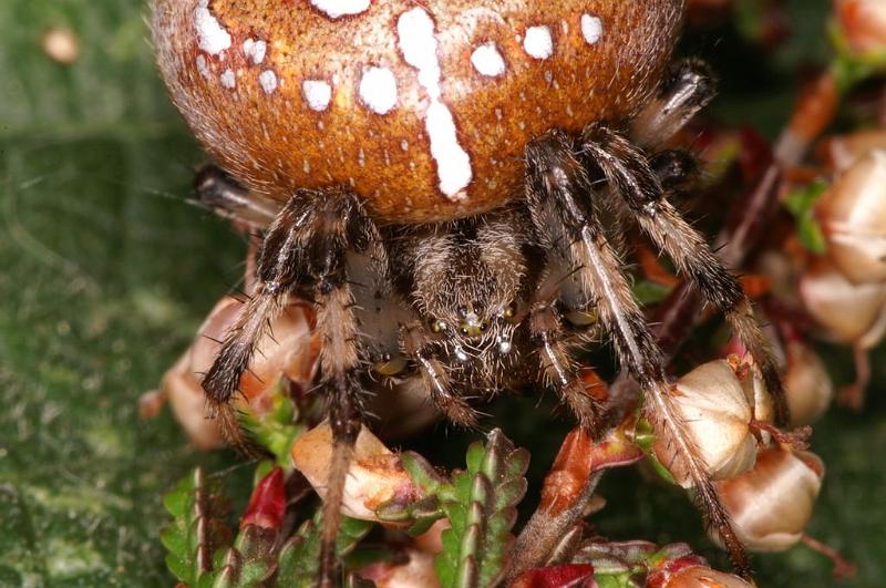 Araneus_quadratus_D5892_Z_90_Badhoevedorp_Nederland.jpg