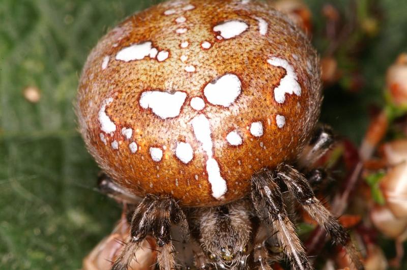 Araneus_quadratus_D5893_Z_89_Badhoevedorp_Nederland.jpg