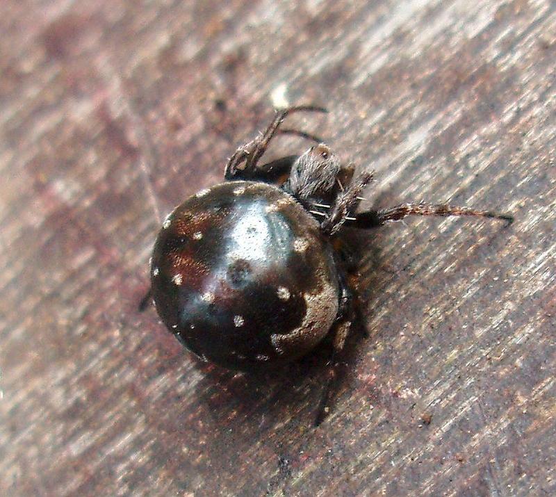 Araneus_rotundulus_D6283_Z_85_Brisbane_Australie.jpg