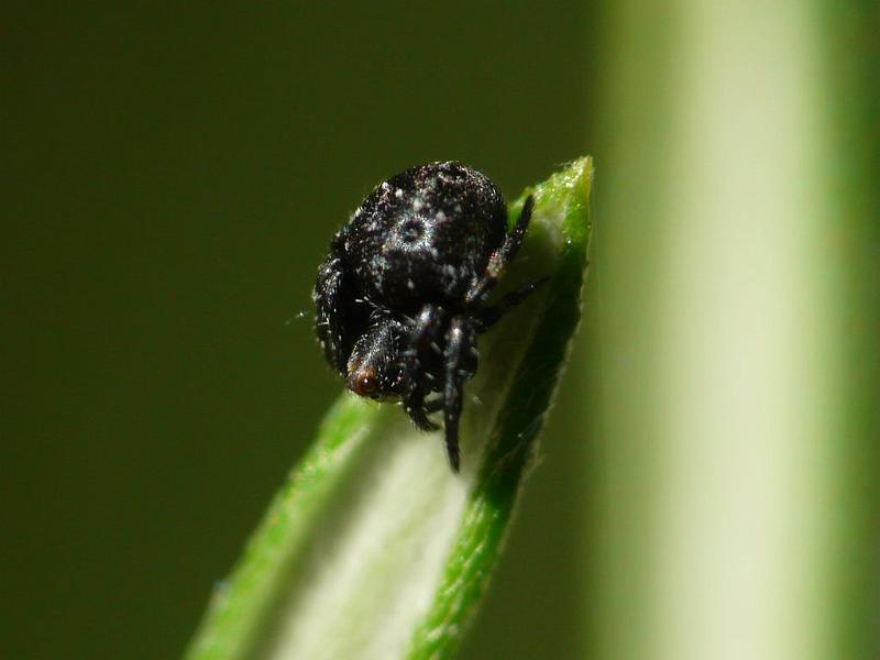 Araneus_rotundulus_D6609_Z_82_Brisbane_Australie.jpg