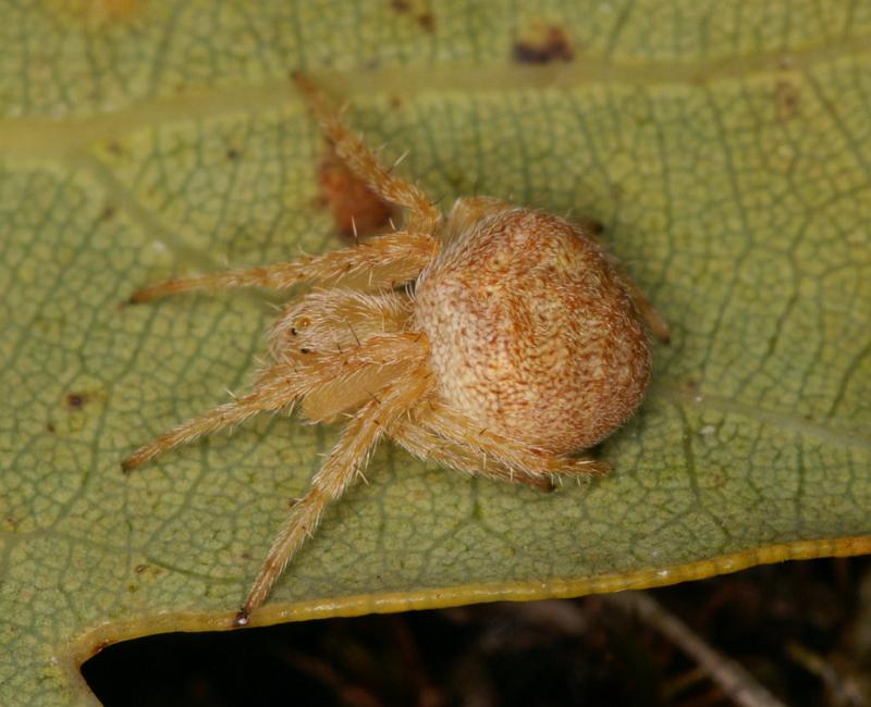 Araniella_ZZXYX_D5884_Z_90_Badhoevedorp_Nederland.jpg