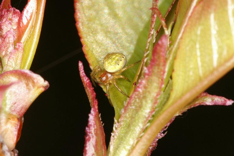 Araniella_cucurbitina_D4726_Z_88_Waterleidingduinen_Nederland.jpg