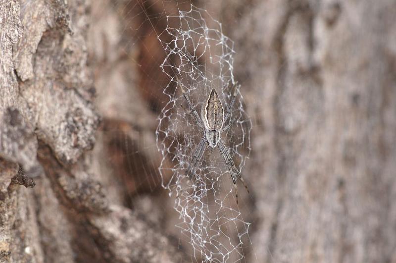 Argiope_ZZ396_D5498_Z_90_Collinsville_Australie.jpg